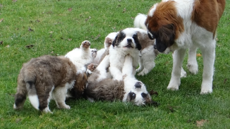 chiot Chien du Saint-Bernard De l'etang du sequoia